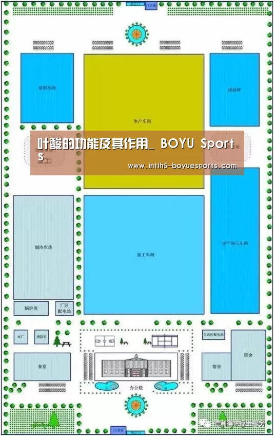 叶酸的功能及其作用_ BOYU Sports(图3) BOYU Sports